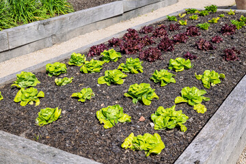 Rows of green and red lettuces in raised garden bed.