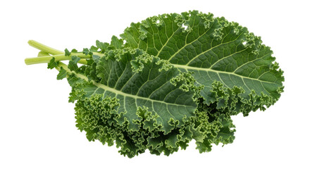Isolated Fresh Green Kale Leaves