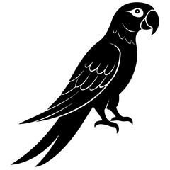 Macaw vector Silhouette on white background
