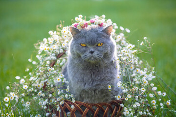 Cute Blue British shorthair cat sitting on the grass with flowers in the summer garden
