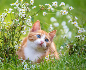 A portrait of a cute red and white small kitten in flower lawn in summer