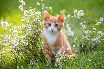 A cute little ginger and white kitten walks through a flower meadow in summer