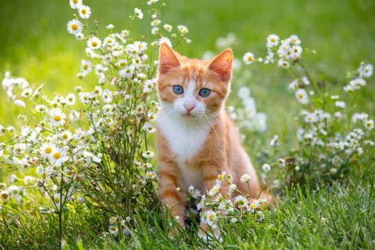 A cute little ginger and white kitten walks through a flower meadow in summer
