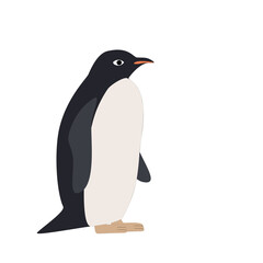 penguin on white background