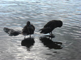 Birds standing on stones in the lake