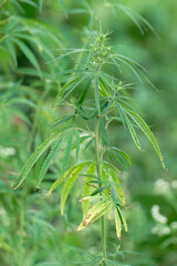 close up of cannabis plant