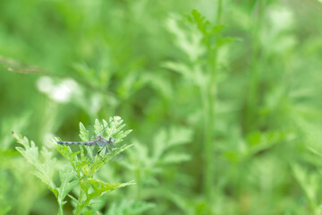 dragonfly on a leaf