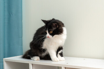 Charming black and white domestic cat resting Indoors.