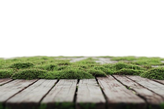 Green moss isolated on transparent background