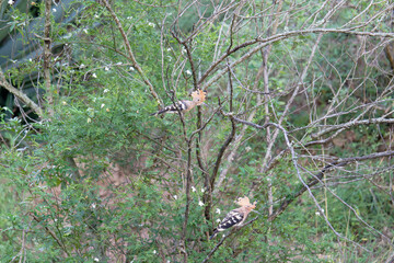 Couple of Common hoopoe on the branch © Bhutan Japan Nature