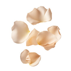 Rose petals isolated closeup