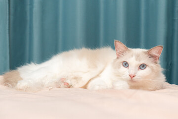 Cozy Home Moment with a Blue-Eyed Ragdoll Cat
