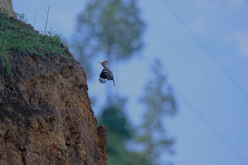Flying common hoopoe