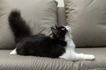 Charming black and white domestic cat with soft fur, resting calmly on a sofa indoors. The cat...