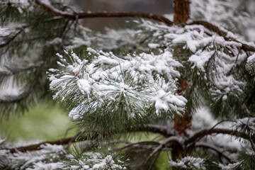snow covered branches
