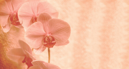 Orchidee Orchideenblüten gelb orange braun mit Freiraum zum Beschreiben