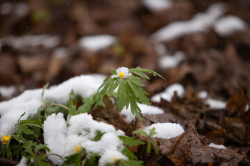 snow on a white background