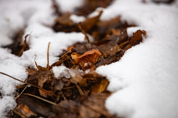 snow on the ground
