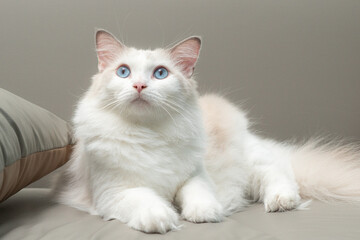 Elegant fluffy ragdoll cat with striking blue eyes and soft white fur, relaxing on a sofa indoors....