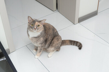 Calico Cat Sitting Indoors on White Marble Floor