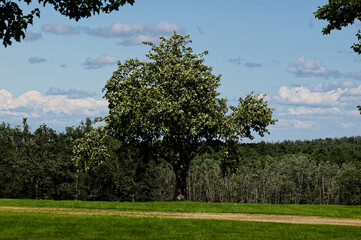 Winding dirt path leads towards dense forest in lush green meadow. Large deciduous trees dominate foreground, standing tall under bright blue sky with scattered white clouds.
