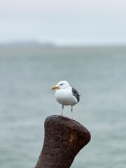 A seagull casually poses on a San Francisco pier with Alcatraz Island in the background. Alcatraz Island in San Francisco , California, United States High quality photo