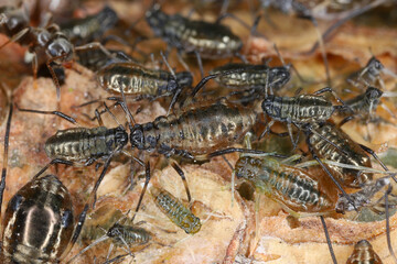Scots pine aphid, Cinara pini. A colony of wingless aphids on the bark of a Scots pine.