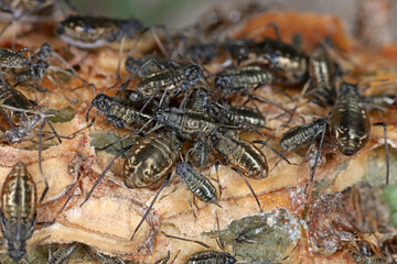 Scots pine aphid, Cinara pini. A colony of wingless aphids on the bark of a Scots pine.