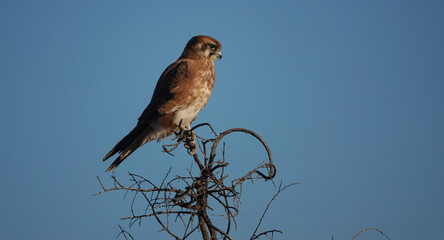 Brown Falcon perched in a tree looking for a meal to pass by