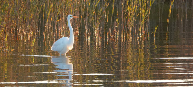 Great Egret walking through the shallows of the River Murray