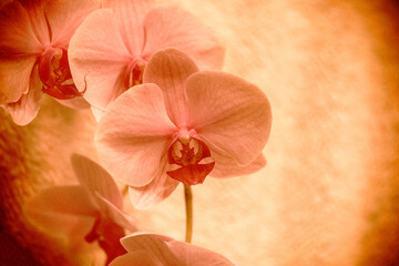 Orchidee Orchideenblüten gelb orange braun mit Freiraum zum Beschreiben