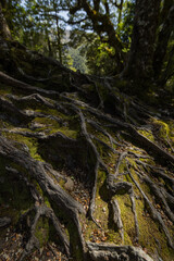 ニュージーランド　アーサーズ・パス国立公園のドブソン・ネイチャー・ウォークの森の中の風景