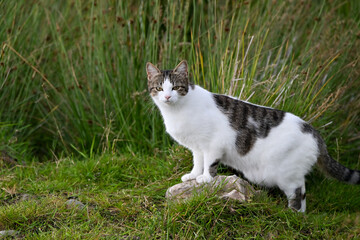 cat on the grass, looking at the camera
