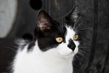 Black and white portrait of a stunning cat. 