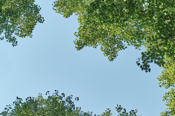 Fototapeta premium Bottom view of green foliage of trees framing a piece of blue sky. Space for text.