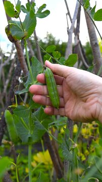 Close up view of a womans white diverse hand picking and taking fresh home grown peas oe pea pods from a green bush in a cloudy garden during summer time. Fresh, tasty and delicious.