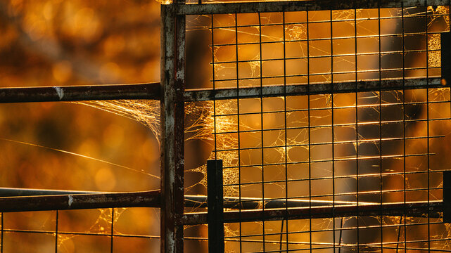 Metal fence draped with spider webs