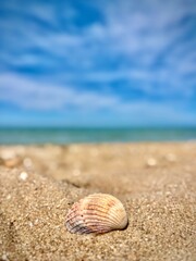 shell on the beach