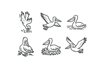 hand drawn cute doodle ink line art style line monochrome monochrome isolated on white background pelican (behaviors): diving gliding swimming preening nesting flying