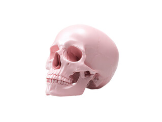 Glossy light pink human skull model in a three-quarter profile view with visible sutures.