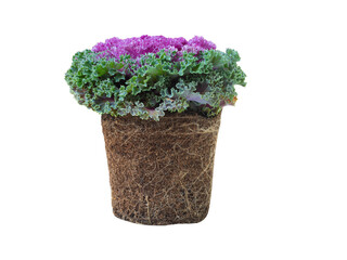 decorative cabbage isolated on white background