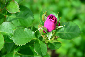 Close-up of a vibrant pink rose bud with lush green leaves wallpaper