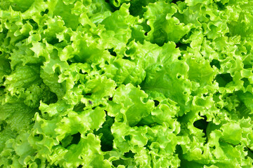 Fresh, Green Lettuce A Close-Up View lettuce background