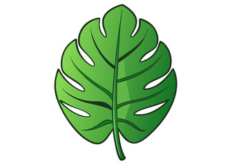 Philodendron plant leaf isolated on white background