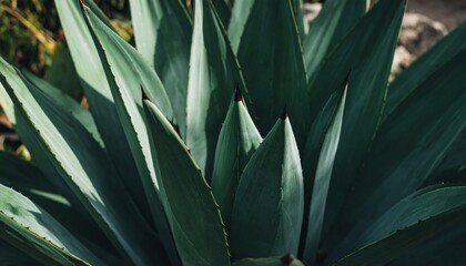 Close-Up of Agave Plant Lush Green Leaves Texture