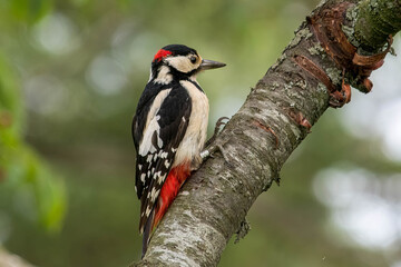 Great Spotted Woodpecker, Woodpecker, Loch Spynie, Elgin

