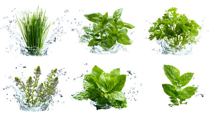 Obraz premium Fresh green herbs collection with water splash isolated on white background, perfect for cooking and healthy recipes