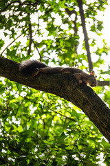 squirrel on tree