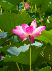 Summer Lotus at the Summer Palace