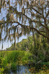 Lush wetland landscape in southern U.S. showcasing Spanish moss draping from trees on a sunny day